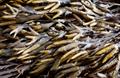 Bladderwrack